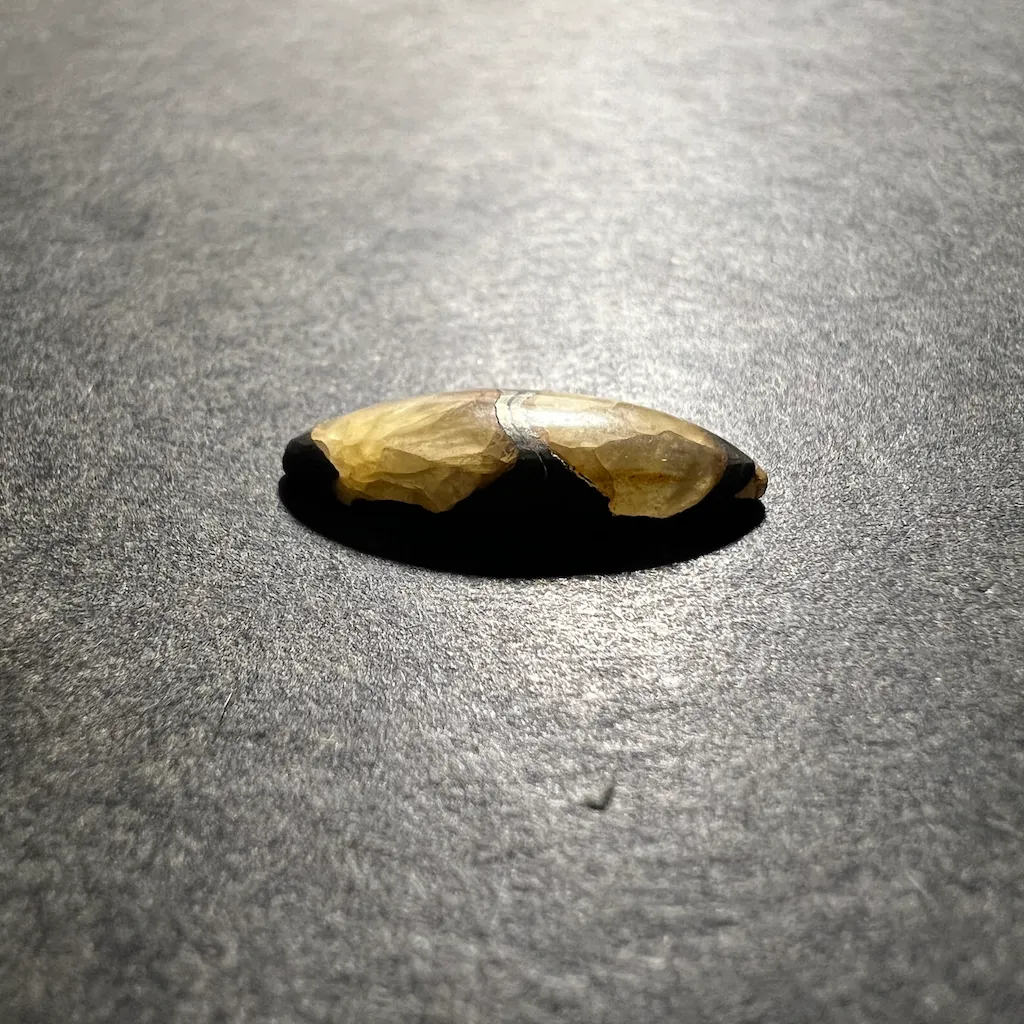Ammonite Pyritisée ("Septaria-Pyrite") 20x8x4mm – Image 2